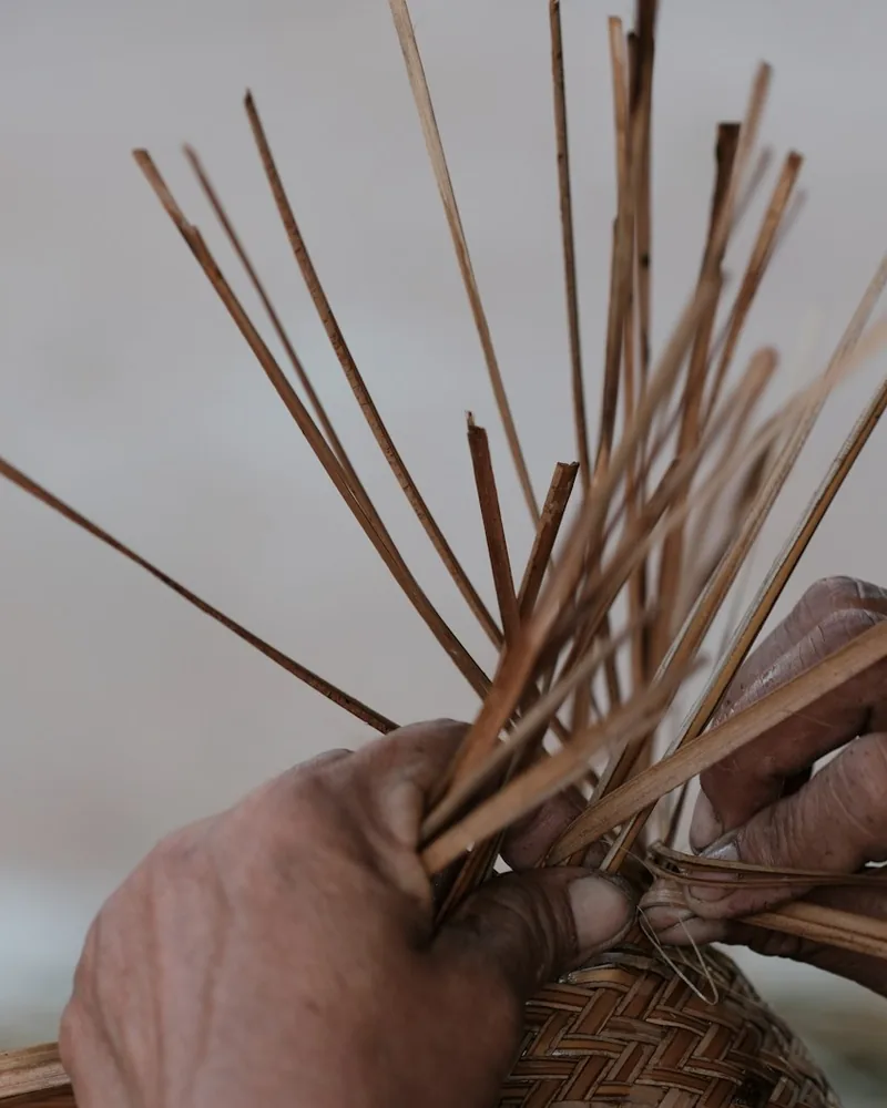 Manos trabajando un haz de tiras vegetales durante el tejido de una pieza de cestería